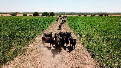 Cubriendo baches en la oferta forrajera a través del sorgo
