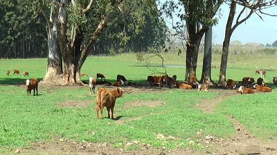 Con feedlots ecológicos y destete precoz mejoran los rendimientos