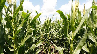 Un servicio para tiempos difíciles