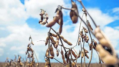 Pese al incremento en los precios, se prevé un área similar de cultivos de verano