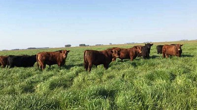 En evento de alto nivel, funcionarios y expertos de EEUU destacaron la importancia de la ganadería y el consumo de proteína animal