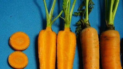 El INTA presenta una nueva variedad de zanahoria