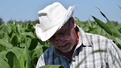 Ocho variables y un modelo para sacar el máximo rendimiento al maíz