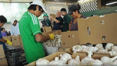 Más de 5 mil mendocinos se anotaron para la cosecha