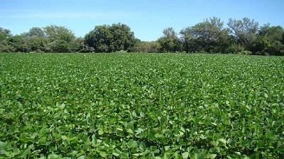 Vinculan el cambio de uso de suelo a pérdidas de carbono orgánico