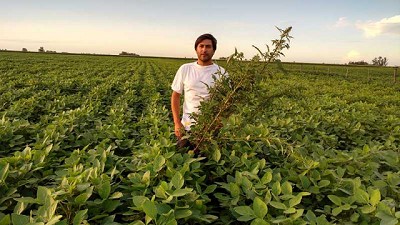 Herbicidas pre-emergentes selectivos y con alto poder residual: combo ideal para acelerar la siembra de soja