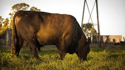 Prevención de enfermedades venéreas: se expuso el Plan Toro de La Pampa