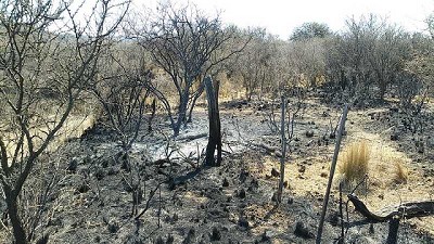 Pautas de manejo de ganado en zonas afectadas por los incendios