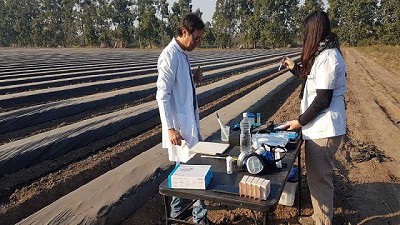 Implementan un sistema de monitoreo de plagas en cultivos hortícolas