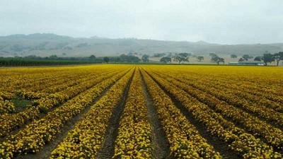 Preocupan costos ocultos por mayor acidez de los suelos