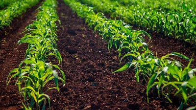 Fertilización: un arranque fuerte en la siembra, para acelerar y ganarle a La Niña