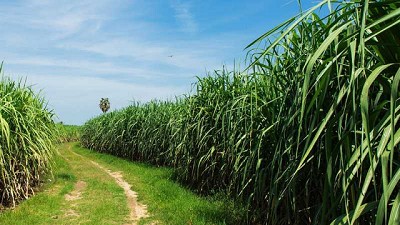 Mayor rentabilidad en azúcar a partir del correcto uso de los recursos
