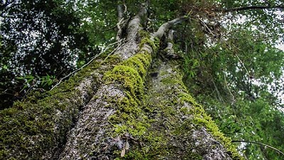 Le otorgan a la Argentina 82 millones de dólares por reducir gases de efecto invernadero