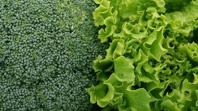 Producción orgánica: Brócoli y lechuga como cultivos de protección