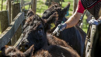Bioinnovo aumentará la producción de la vacuna contra la Diarrea Viral Bovina