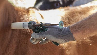 Ser responsable en el uso de antibióticos para prevenir la resistencia