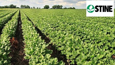 Mas multiplicadores trabajan para alcanzar la mejor semilla