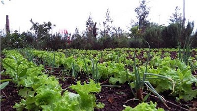 El MDA presentó la primera encuesta de arrendamientos hortícolas en la provincia de Buenos Aires