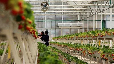 Las tecnologías israelíes que empujan la agricultura hacia sistemas interiores