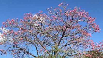 Los árboles porteños modificaron su ciclo biológico por el cambio climático