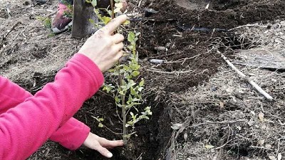 Restauran suelos y ambientes afectados por los incendios