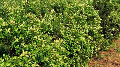 Buenas Prácticas Agrícolas en el cultivo de Yerba Mate