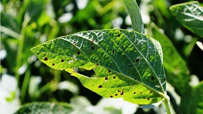 Enfermedades de la soja en esta campaña 2019-20