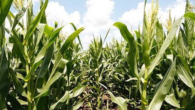 Lanzan un maíz que tiene todo para el manejo de plagas y malezas