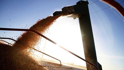 Crece la industrialización del maíz en los primeros diez meses del 2020