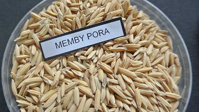 Presentan un nuevo grano de arroz largo fino
