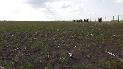Nuevas lluvias mantienen la humedad superficial necesaria para la siembra gruesa