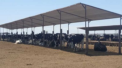 Pautas para prevenir el estrés calórico en el ganado bovino