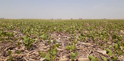 Temperaturas en aumento junto a la ausencia de nuevas lluvias desaceleran la siembra gruesa