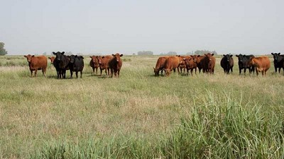 El protagonismo de la sustentabilidad en el mercado local e internacional