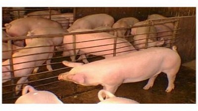 Mario Penz sobre el mercado Porcino: Argentina y Brasil tienen muchas posibilidades de crecimiento post pandemia