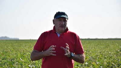 Malezas perennes y gramíneas anuales, un combo difícil de manejar