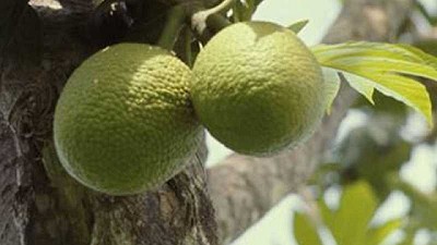 Cinco frutas y hortalizas menos conocidas, pero sorprendentemente nutritivas