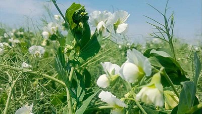 Primogénita FCA-INTA, la primera variedad de arveja de semilla verde