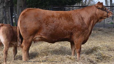 Dos ejemplares de Limousin argentino, entre los mejores del mundo