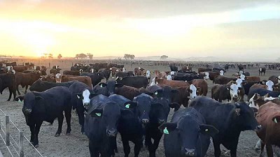 Multiplican por diez el engorde y los premian por la Sustentabilidad