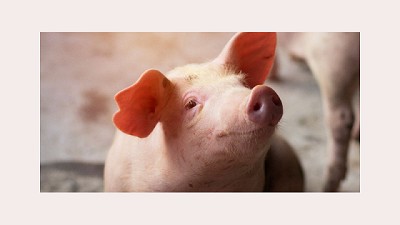 Interacción del cerdo con el ambiente y su impacto en la producción