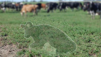 ¿Cómo sería un mundo sin vacas?