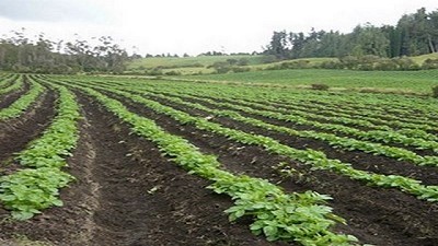 Estudio: Diversidad de cultivos temporales estabiliza la producción agrícola