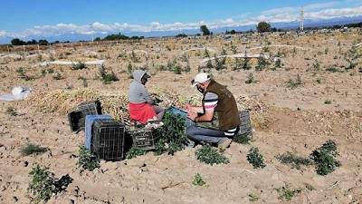 El RENATRE detectó 7 niños en situación de trabajo infantil en establecimientos rurales de Mendoza