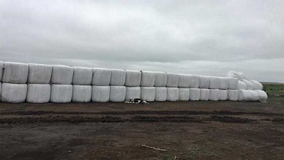 Heno y henolaje: los sistemas para producir forrajes de alta calidad