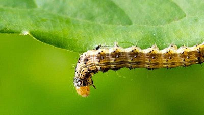 Un escudo protector para rechazar el embate de las plagas