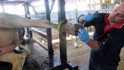 Ante cada evento de vaca renga se pierde un 10% de producción por lactancia