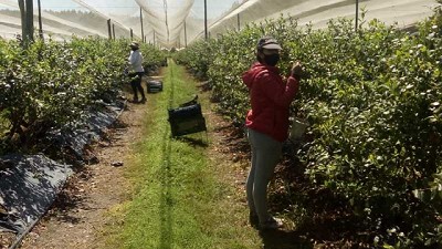 Productores de arándanos de la Mesopotamia celebran la eliminación de retenciones