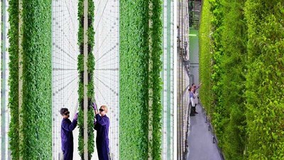 Granja vertical de 1 hectárea, de alto rendimiento, dirigida por la IA