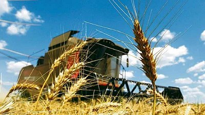 Exportaciones de harina de trigo cayeron en 2020